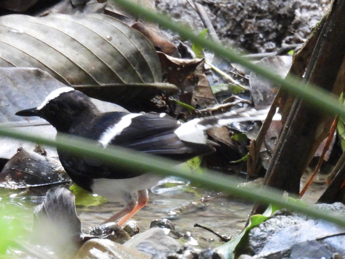 White-crowned Forktail - ML644300905