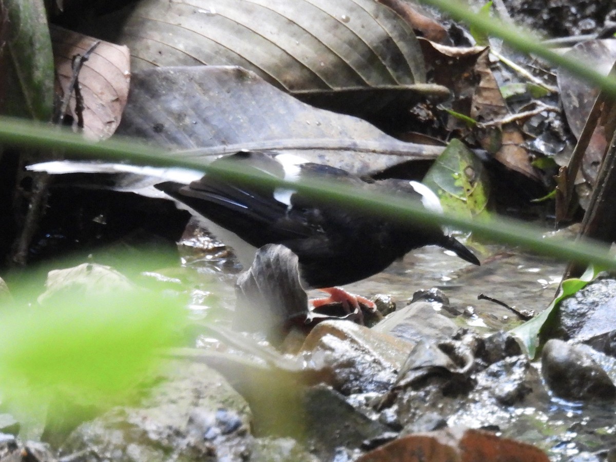 White-crowned Forktail - ML644300907