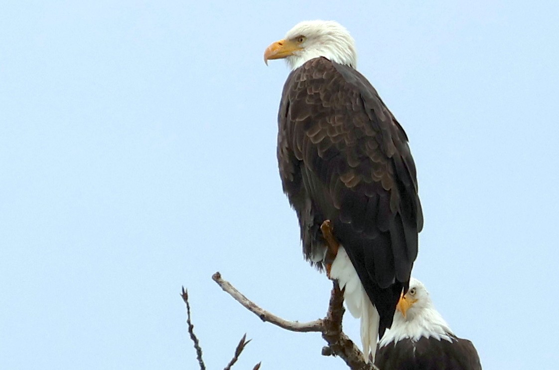 Bald Eagle - ML644300908