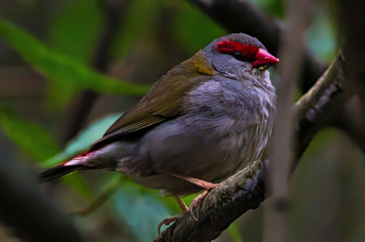 Red-browed Firetail - ML644300916