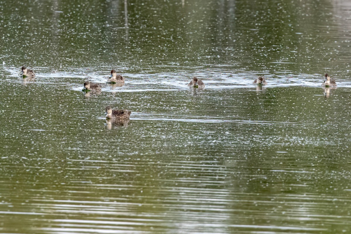 Zertzeta grisa - ML644300917