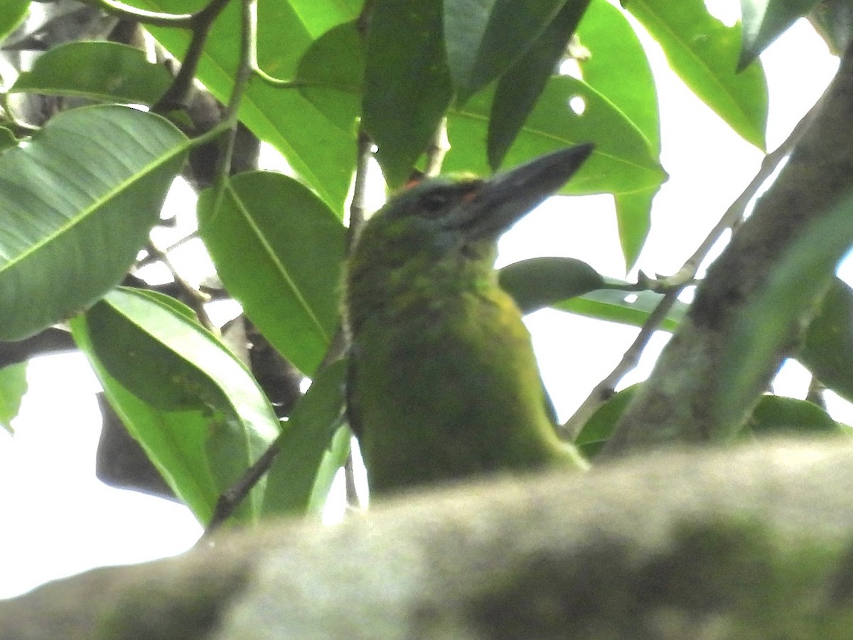 Red-throated Barbet - ML644300918