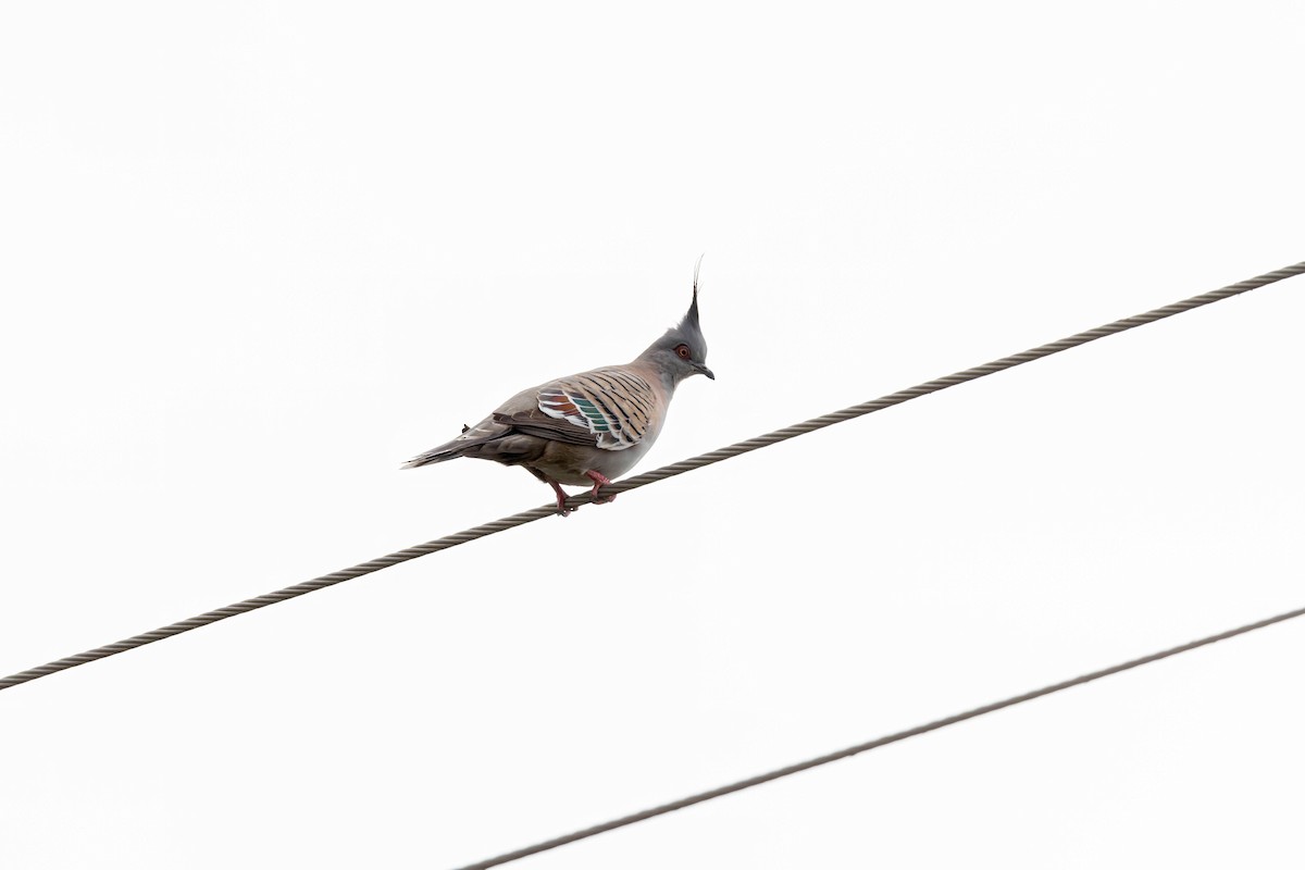 Paloma Bronce Crestada - ML644300920