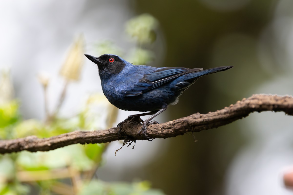 Masked Flowerpiercer - ML644300935
