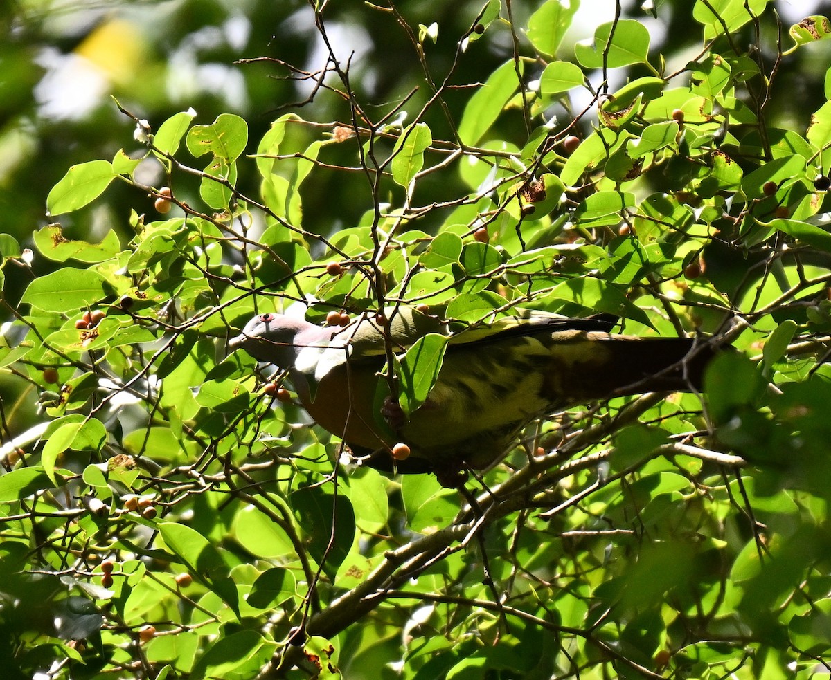 Pink-necked Green-Pigeon - ML644300938
