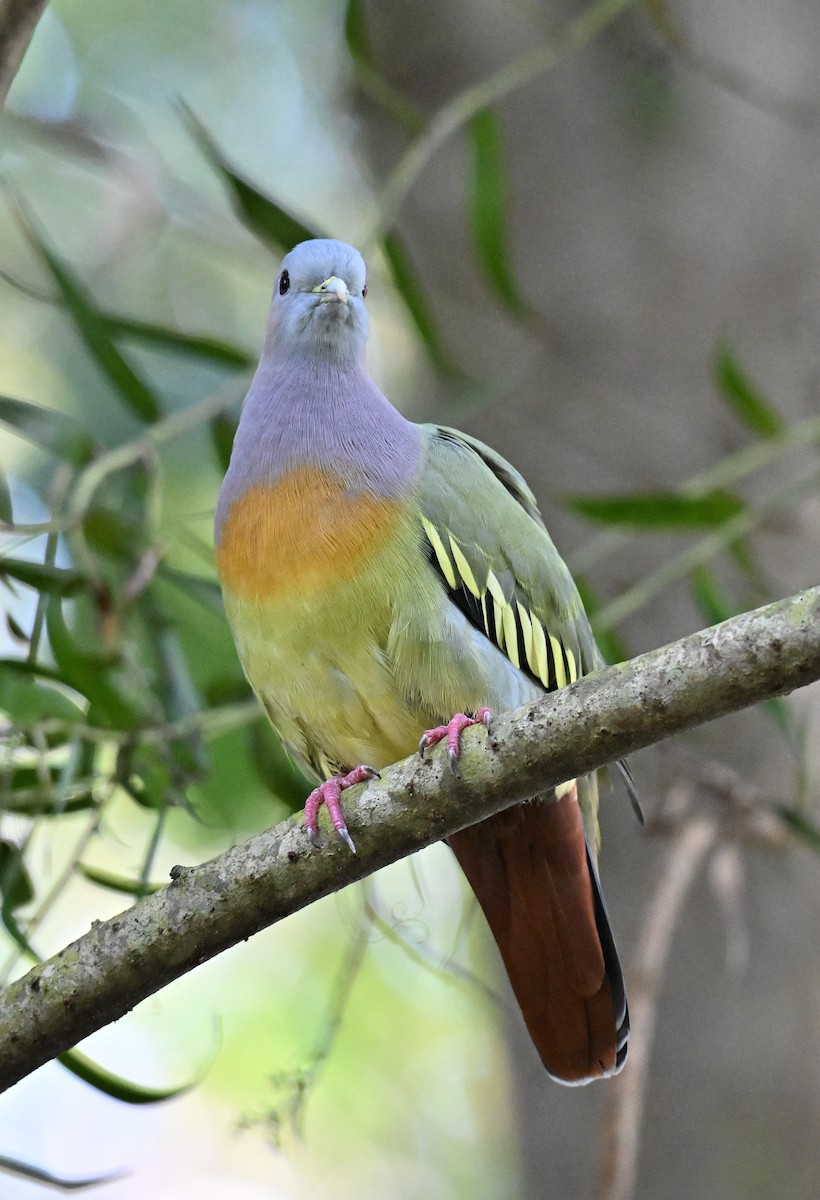 Розовошейный зелёный голубь - ML644300939