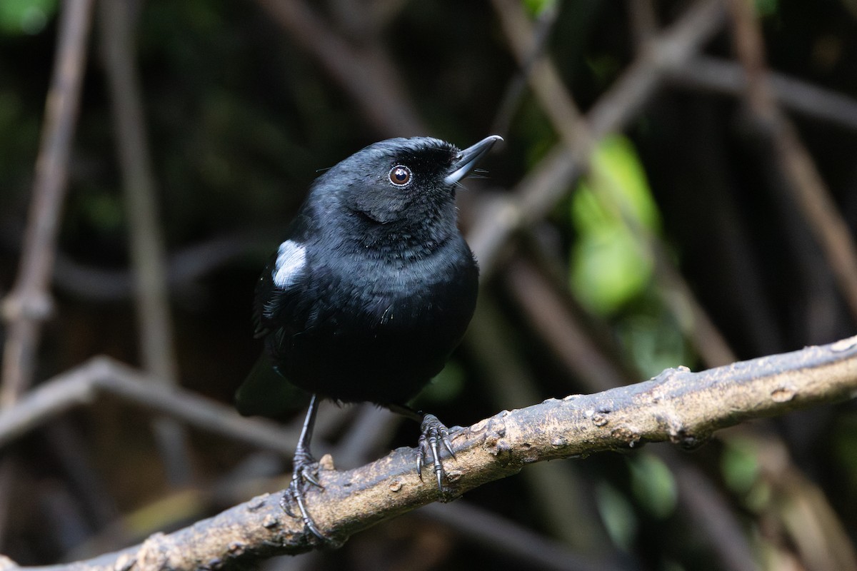 Блестящий цветокол - ML644300941