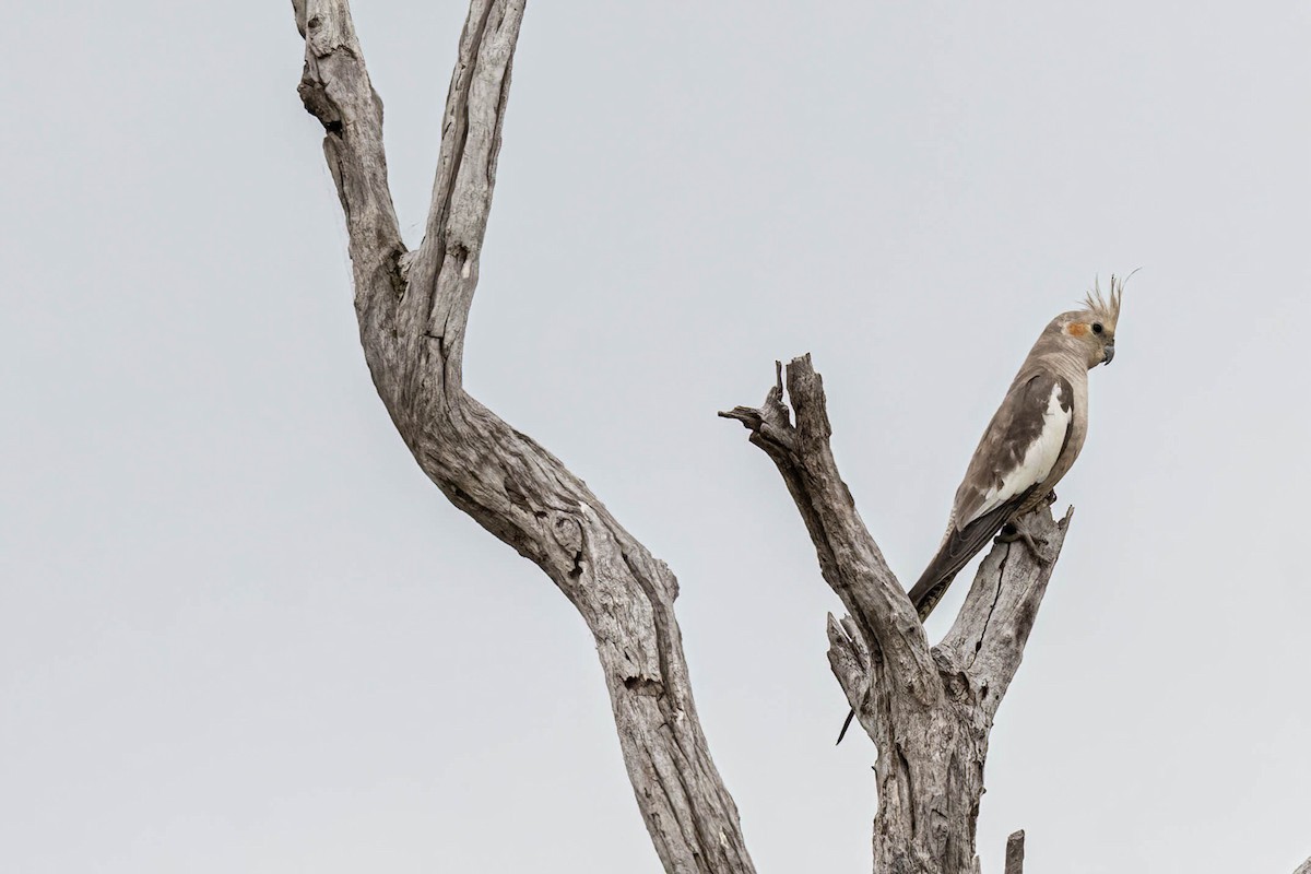 Корелла - ML644300942