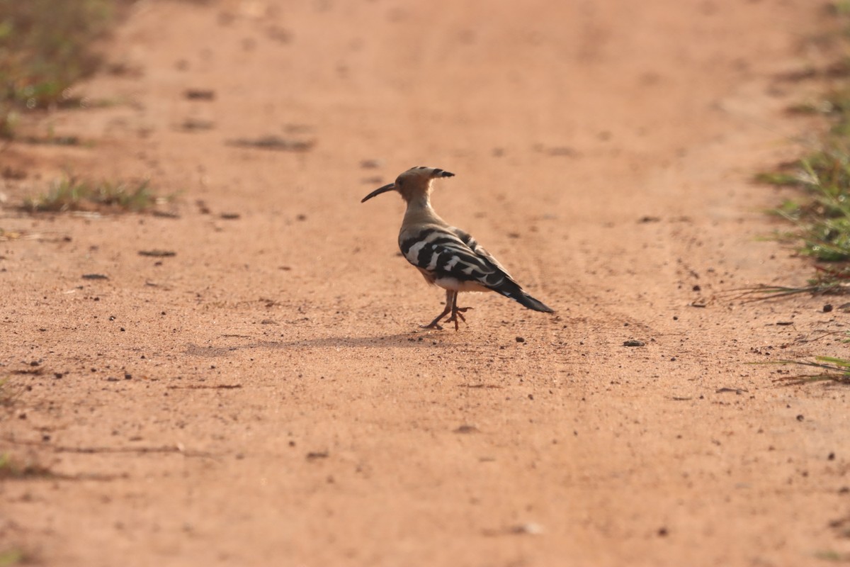 Удод - ML644300943