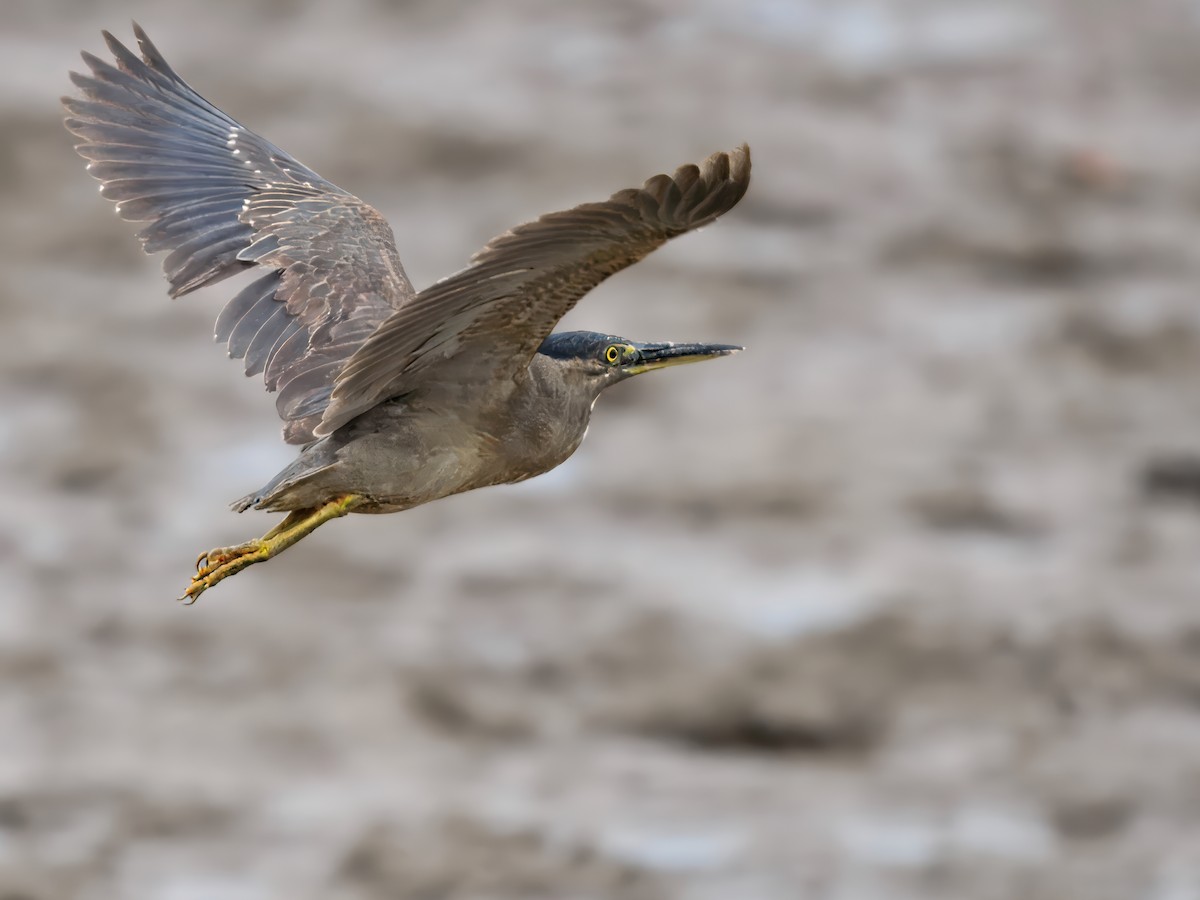 Little Heron - ML644300944