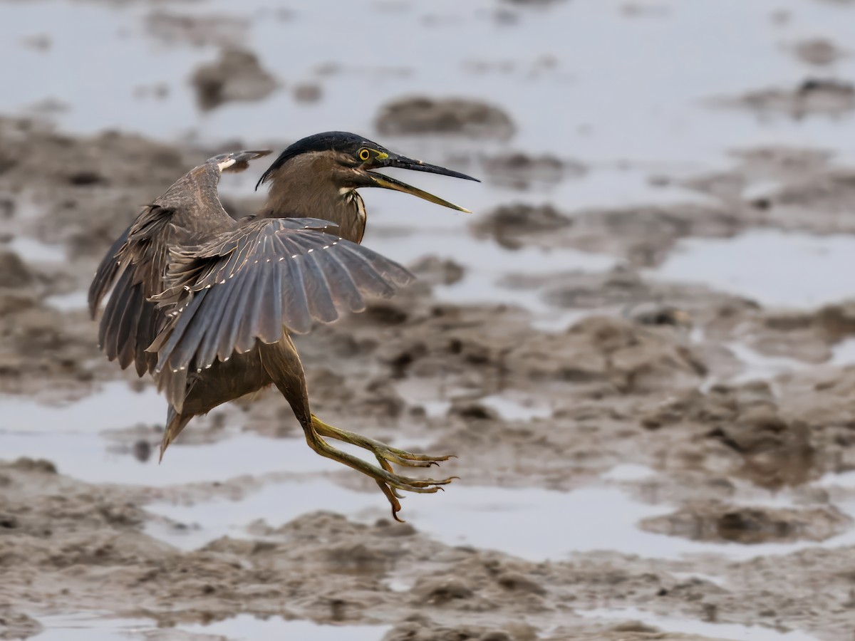 Little Heron - ML644300945