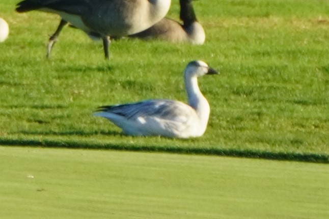 Белый гусь - ML644300946