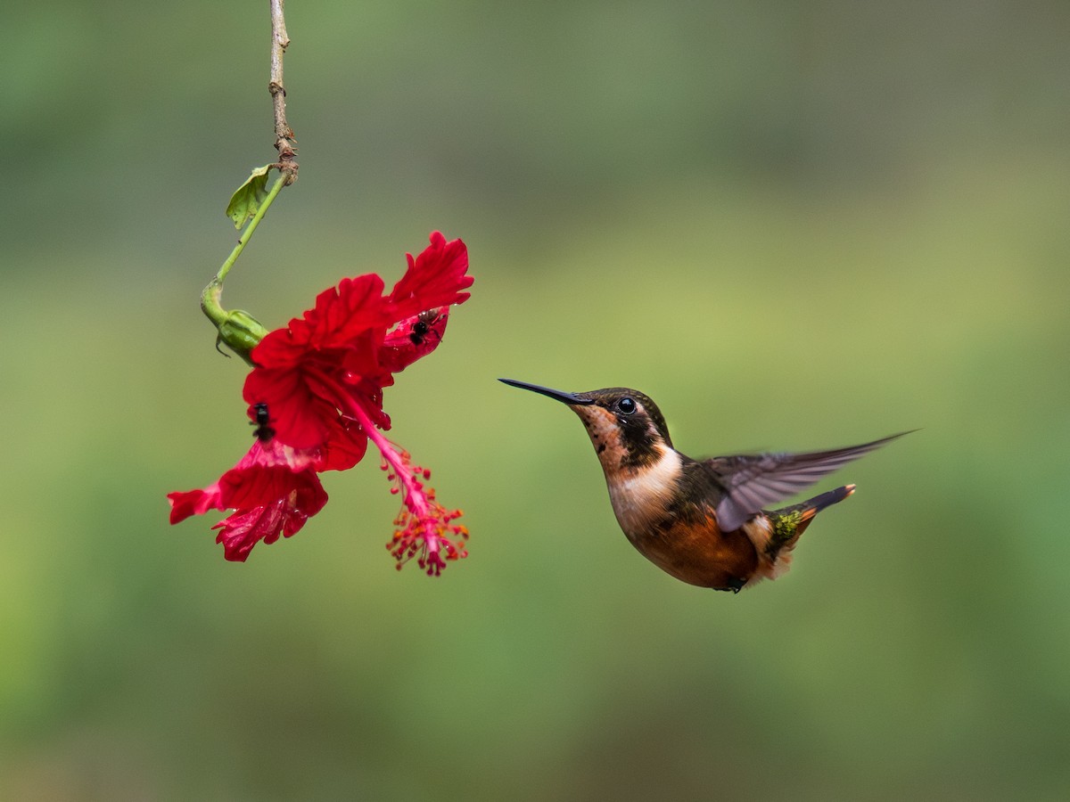 Острохвостый эльф - ML644300947