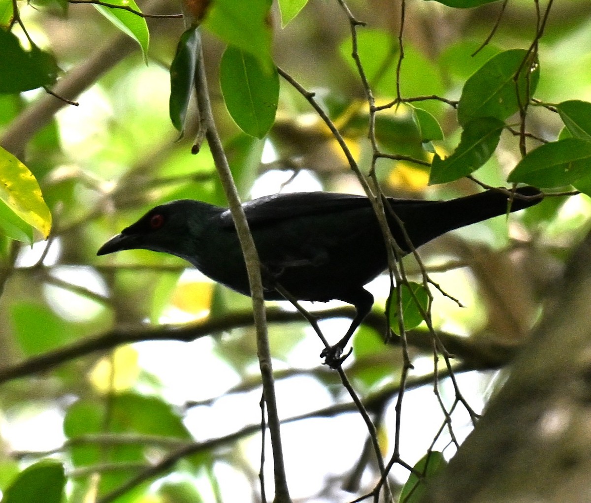 Asian Glossy Starling - ML644300948