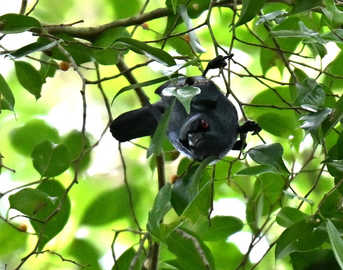 Asian Glossy Starling - ML644300949
