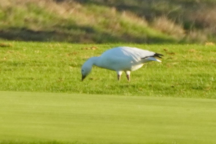 Белый гусь - ML644300950