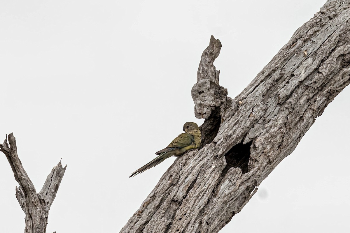 Певчий попугайчик - ML644300951