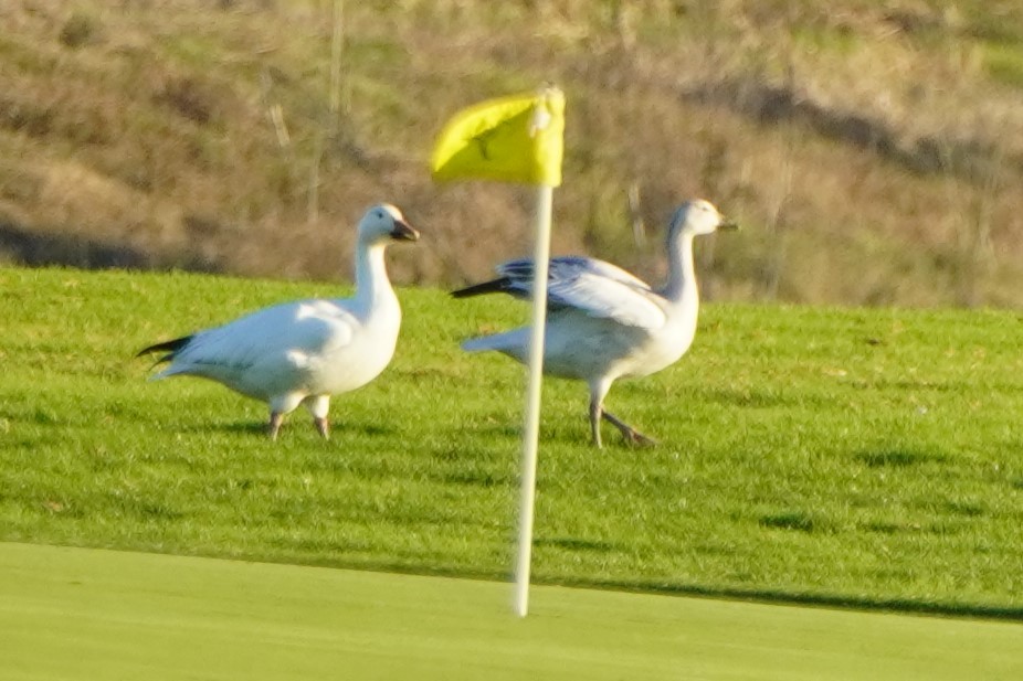 Белый гусь - ML644300952