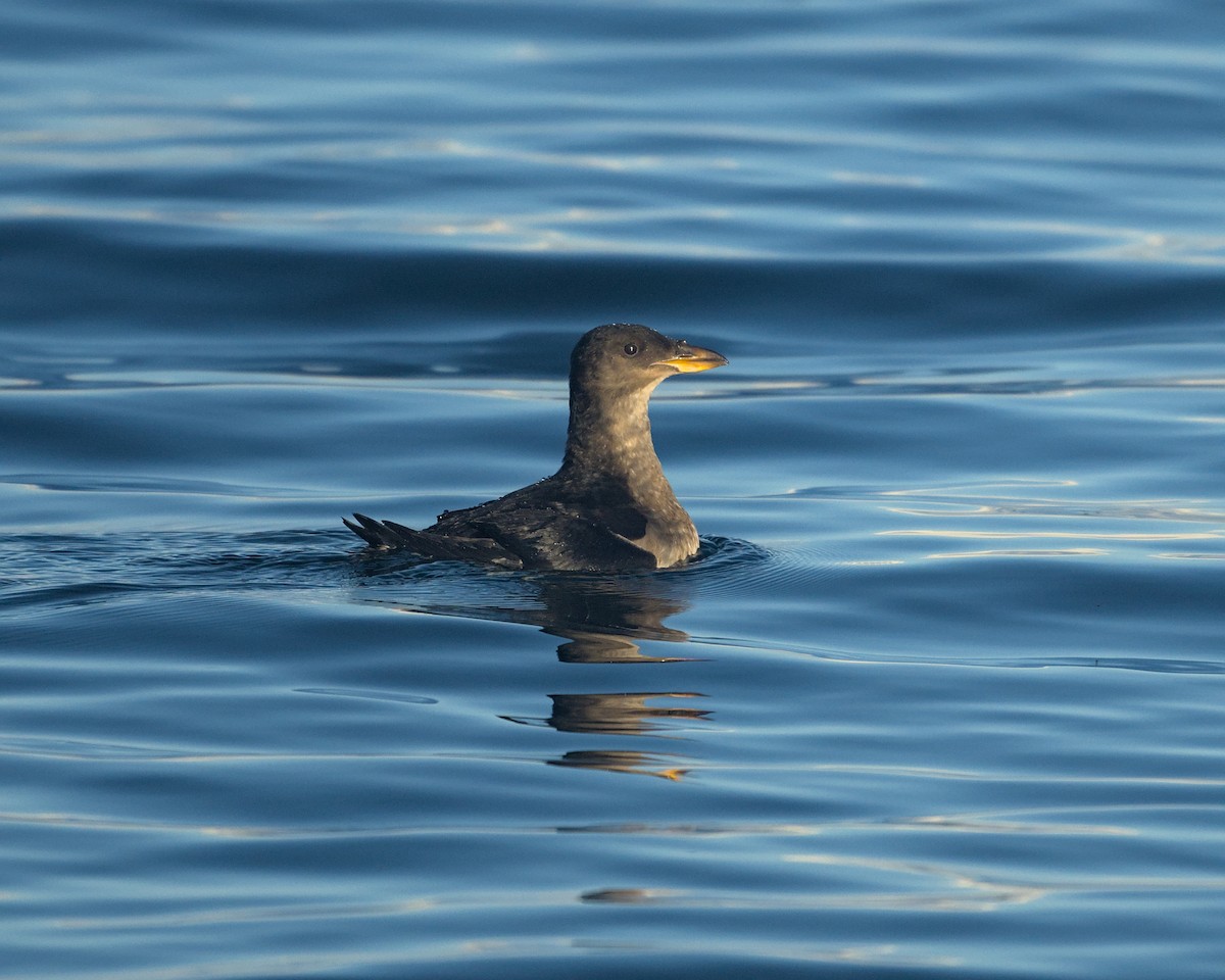 Тупик-носорог - ML644300953