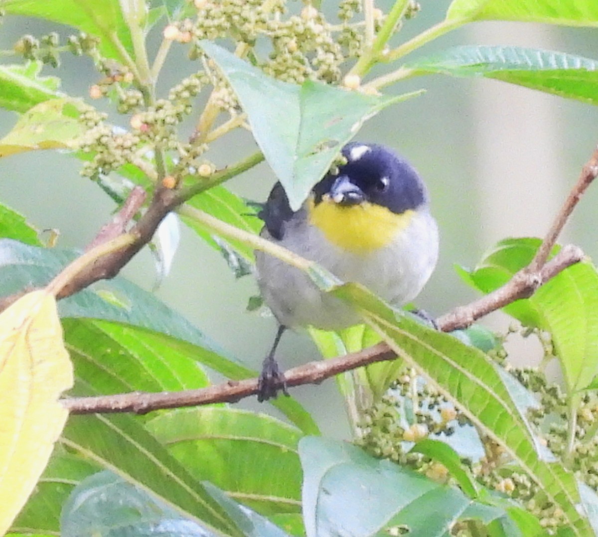 Белошапочная атлапета - ML644300954