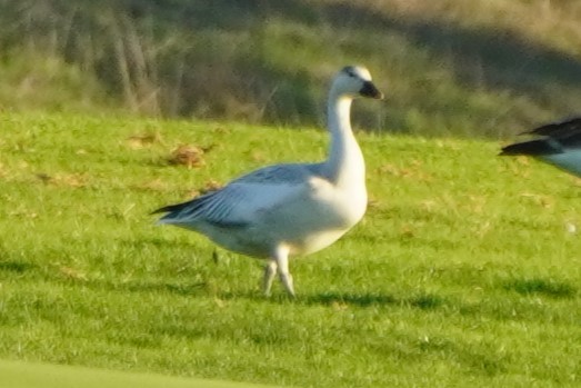 Белый гусь - ML644300955