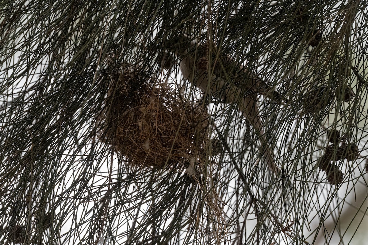 Желтогорлый кожеголов - ML644300956