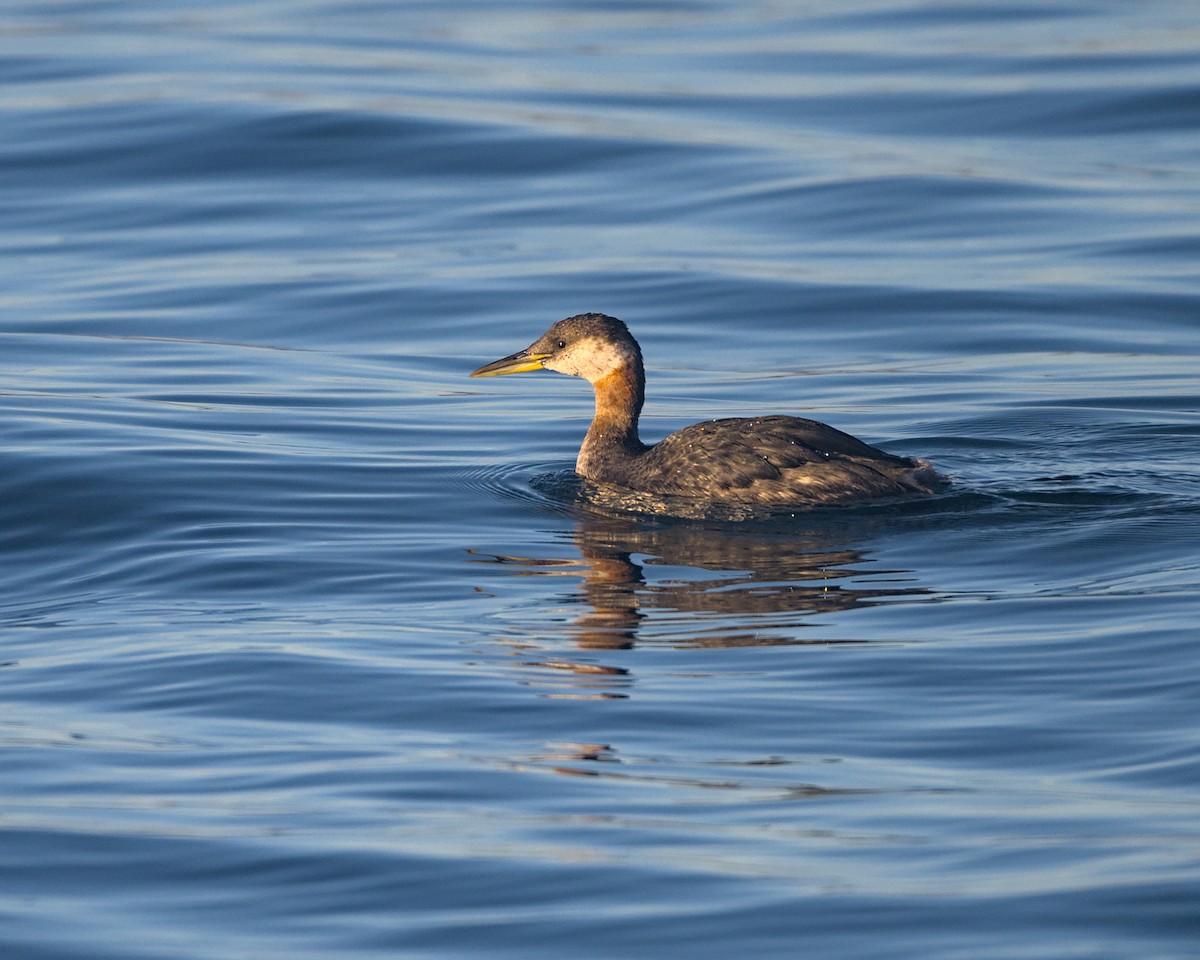Серощёкая поганка - ML644300957