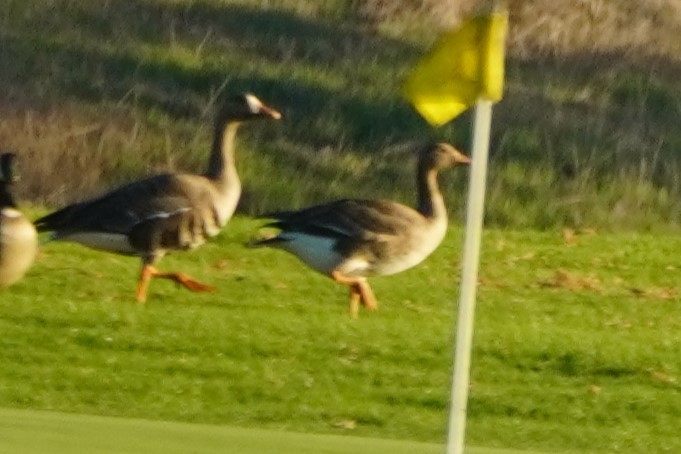 Белолобый гусь - ML644300962