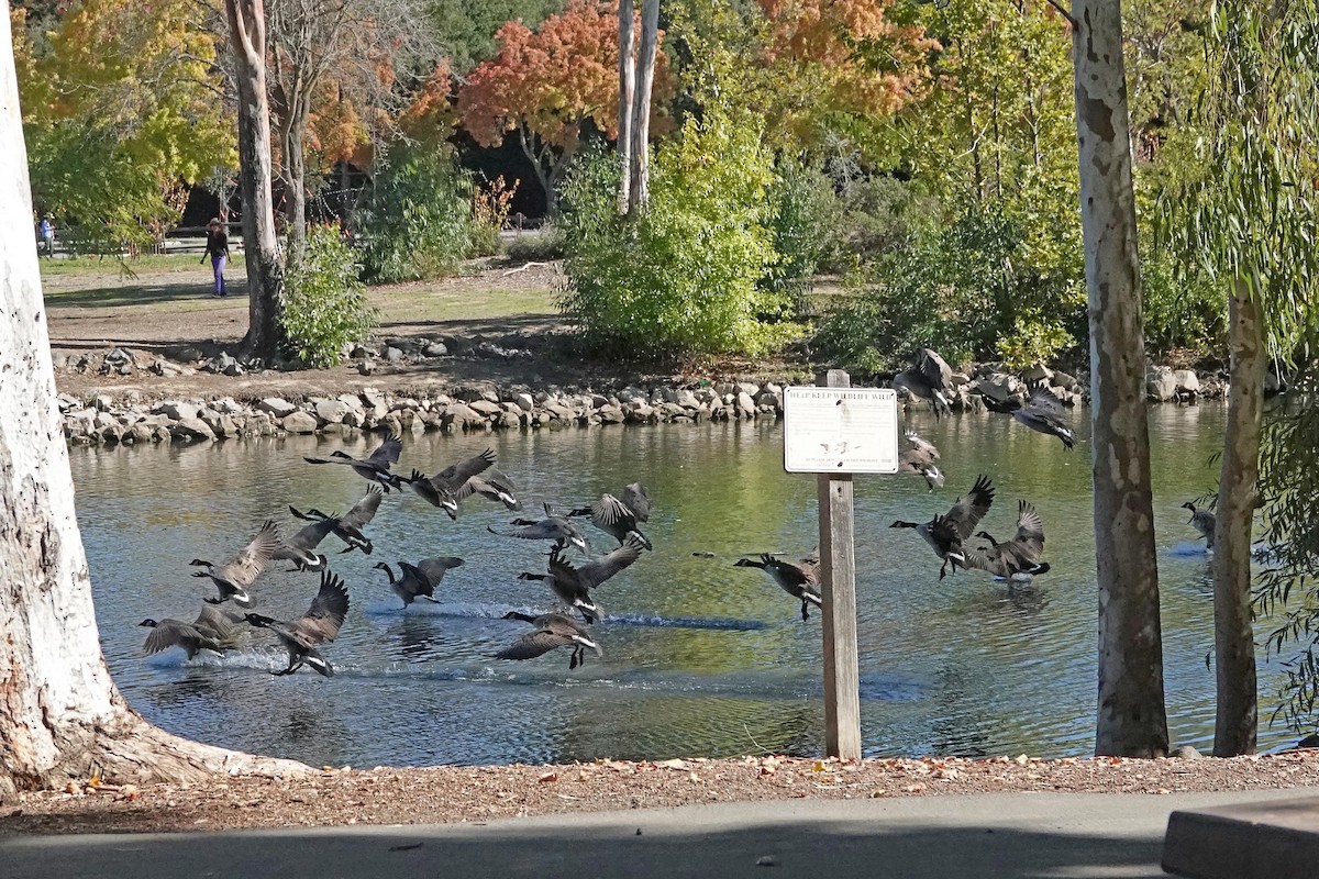 Канадская казарка - ML644300964