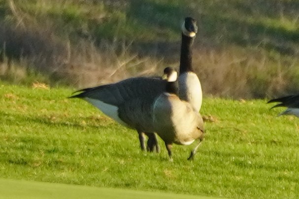 Малая канадская казарка - ML644300966