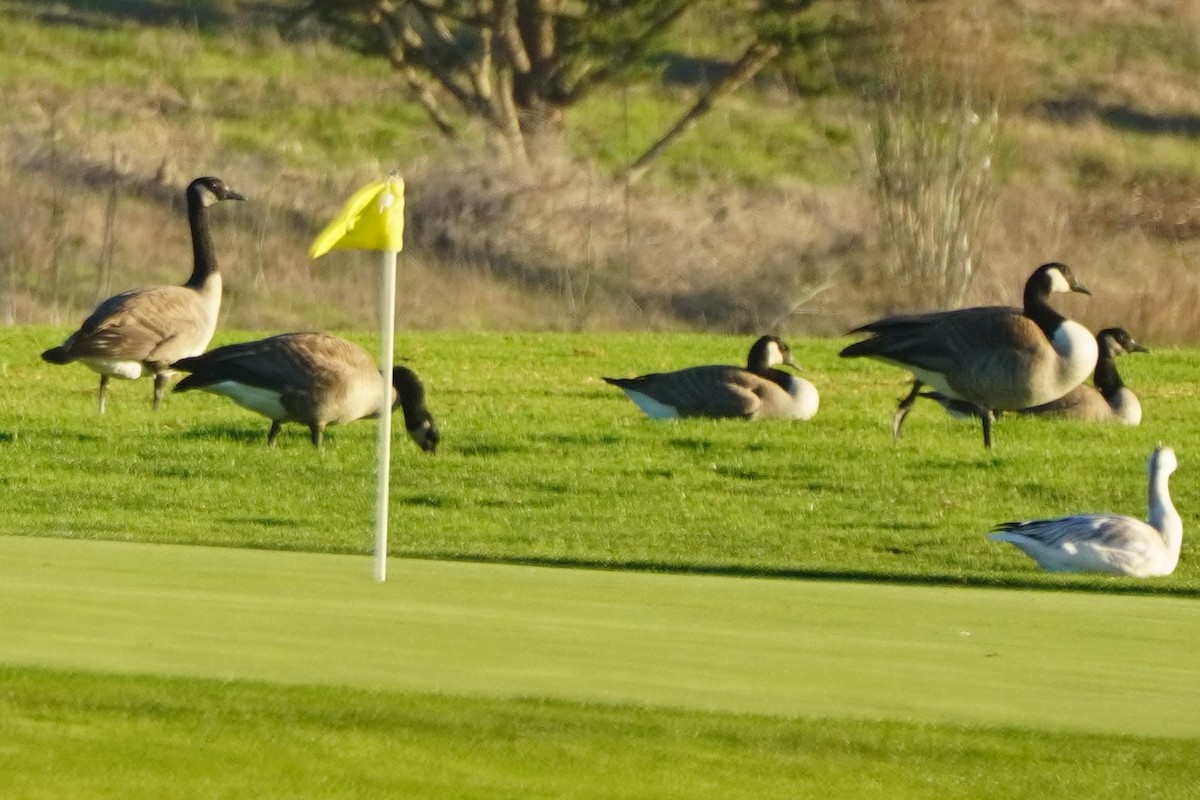 Канадская казарка - ML644300967