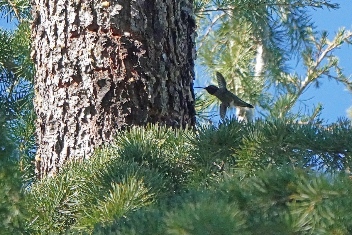 Рубиновый калипсо - ML644300968