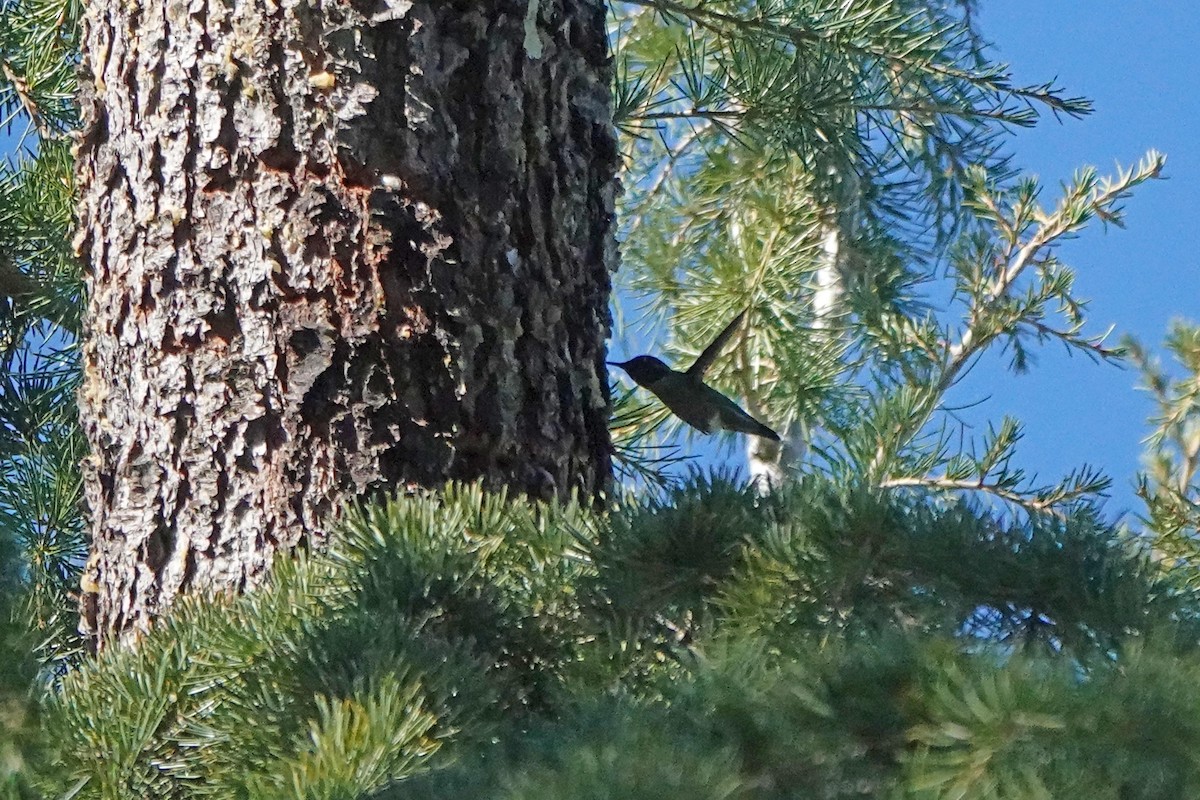 Рубиновый калипсо - ML644300969