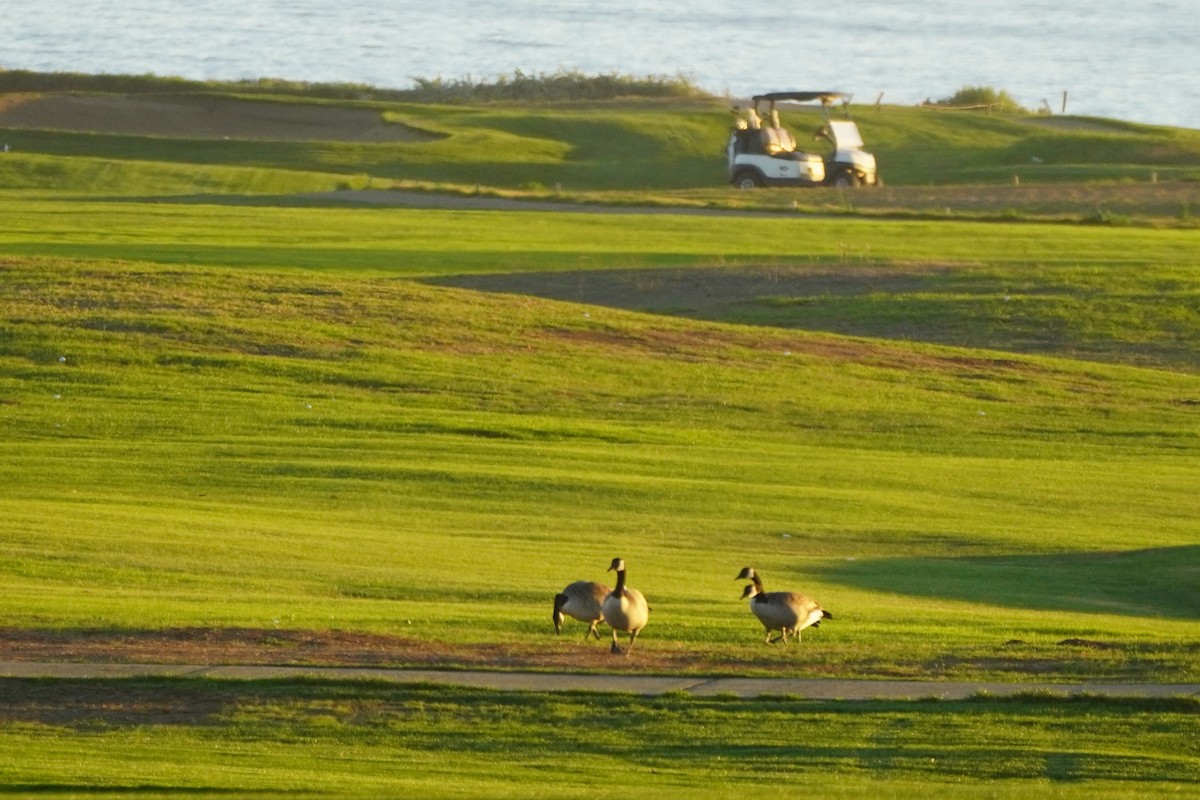 Канадская казарка - ML644300970