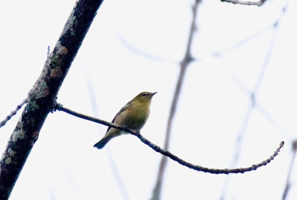 Каштановая древесница - ML644300971