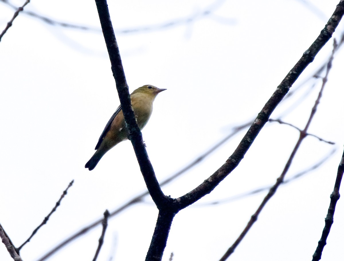 Каштановая древесница - ML644300972