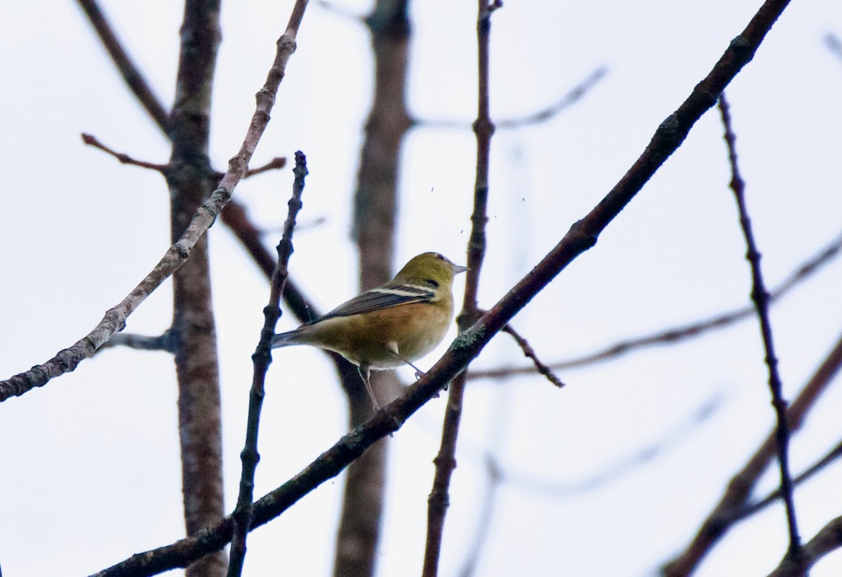 Каштановая древесница - ML644300973