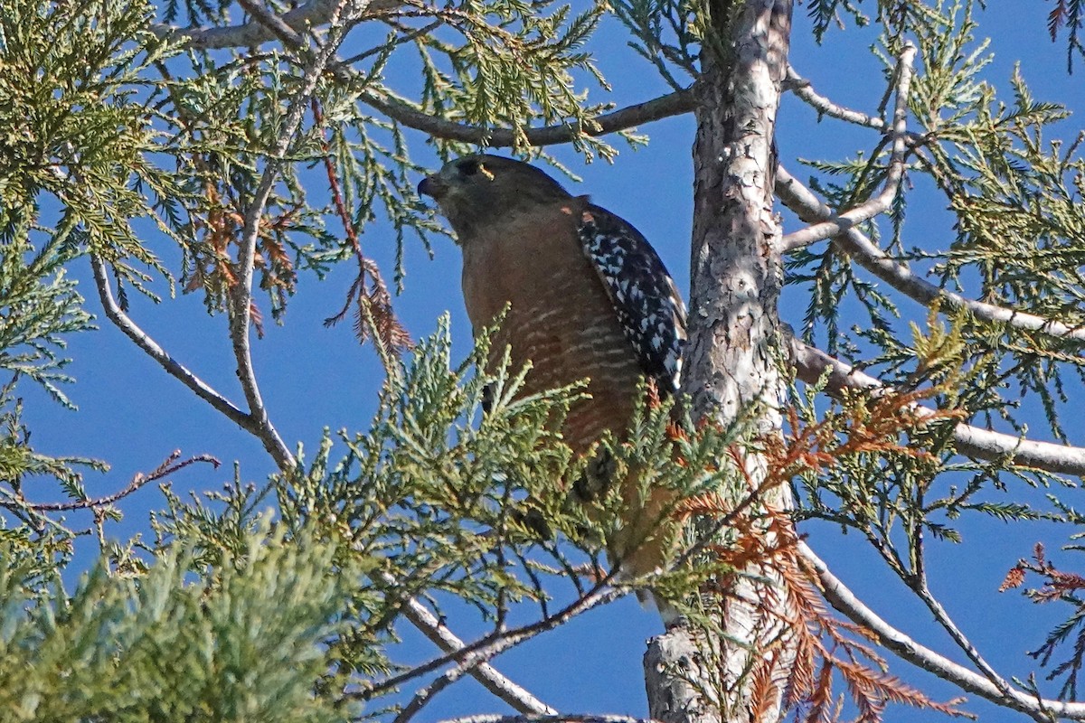 Красноплечий канюк - ML644300974