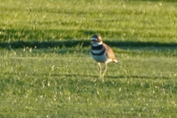 Крикливый зуёк - ML644300975