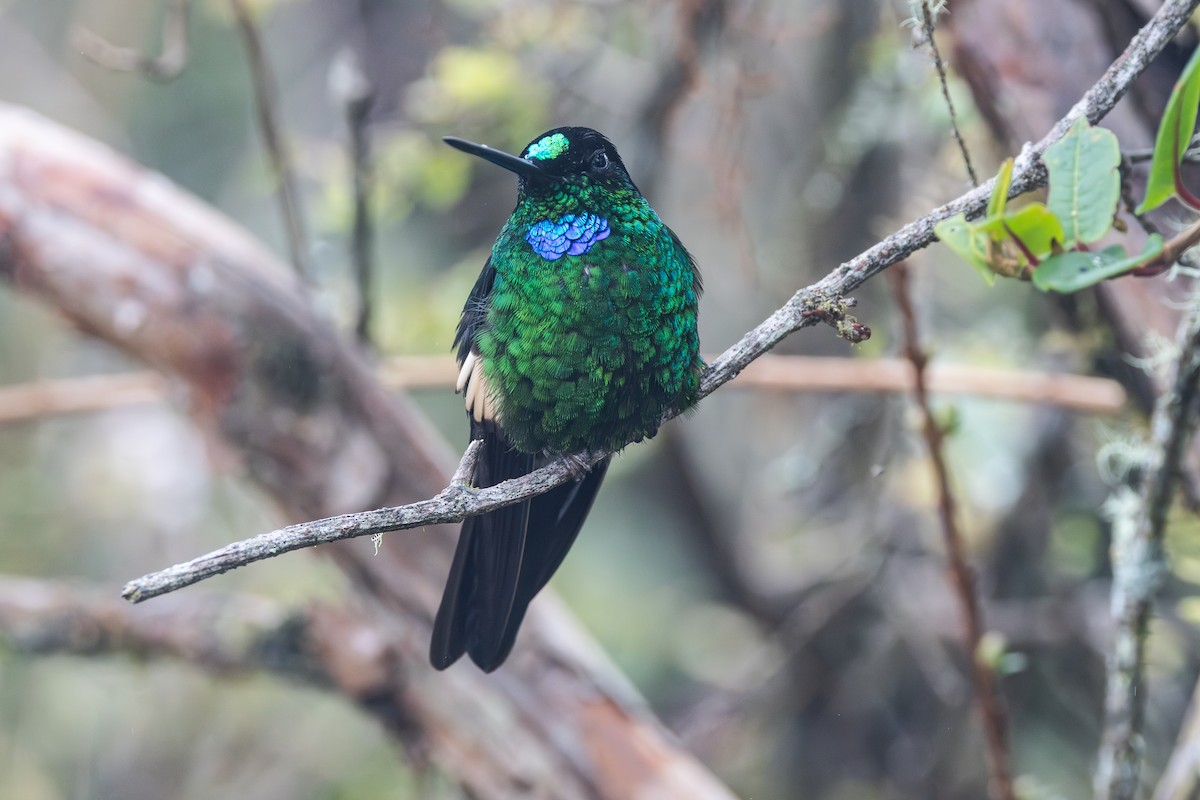 Buff-winged Starfrontlet - ML644300976