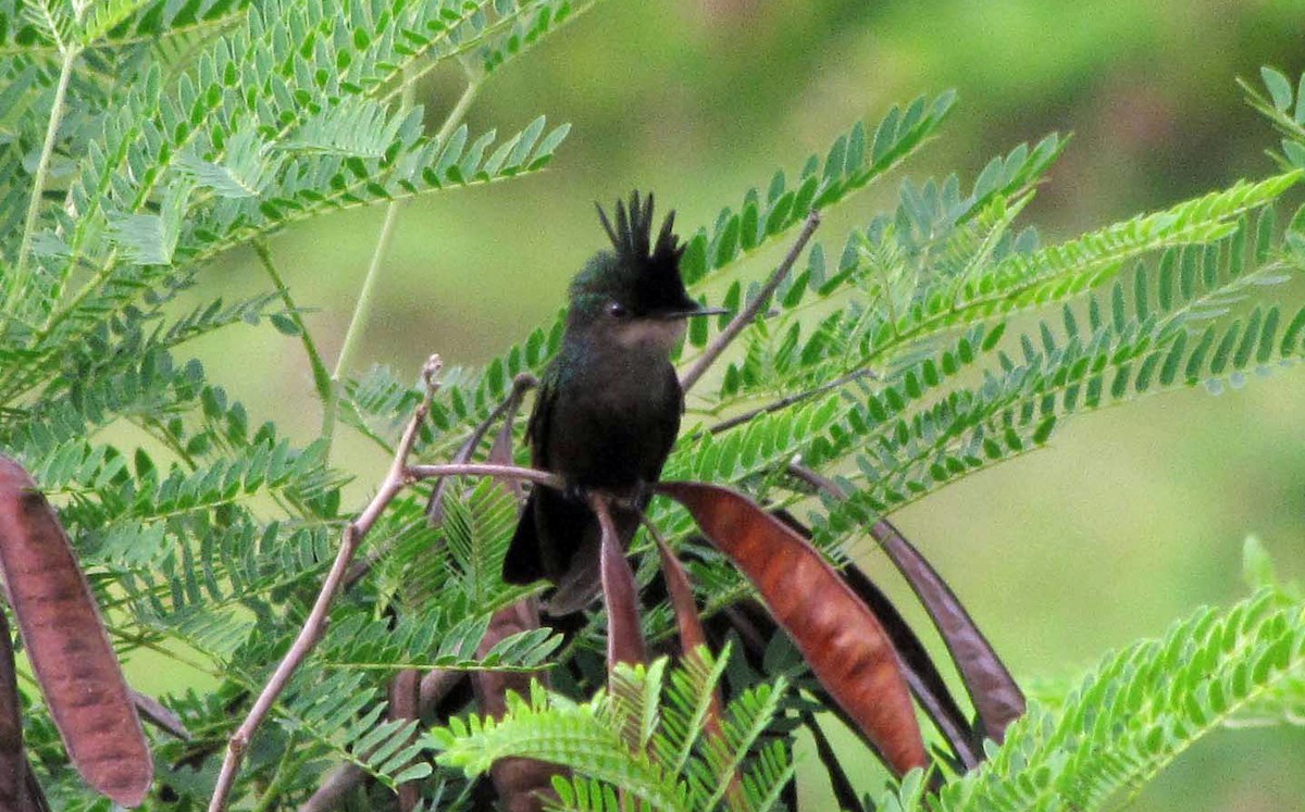 Antillean Crested Hummingbird - ML644300977