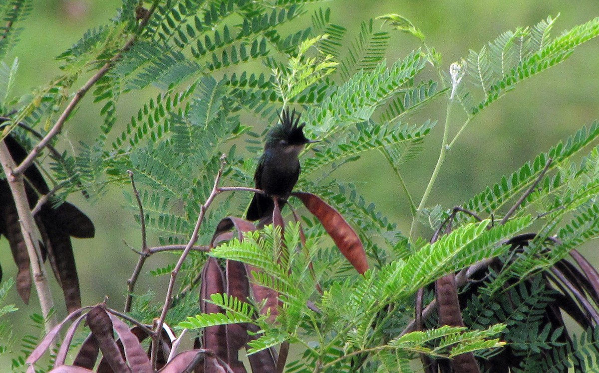 Antillean Crested Hummingbird - ML644300979