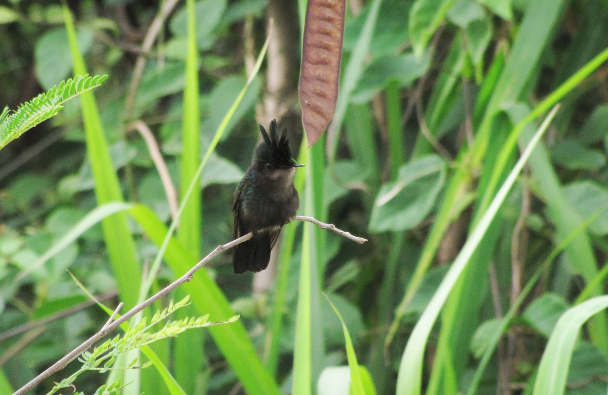 Antillean Crested Hummingbird - ML644300981
