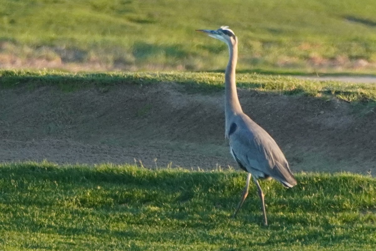 Garza Azulada - ML644300987