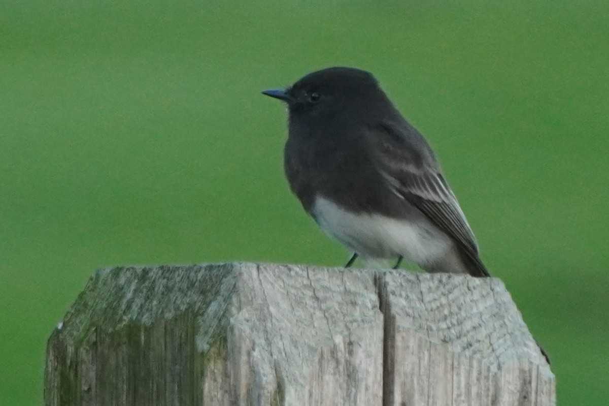 Mosquero Negro - ML644300993