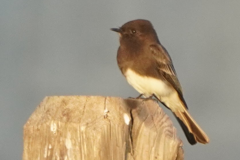 Mosquero Negro - ML644301002