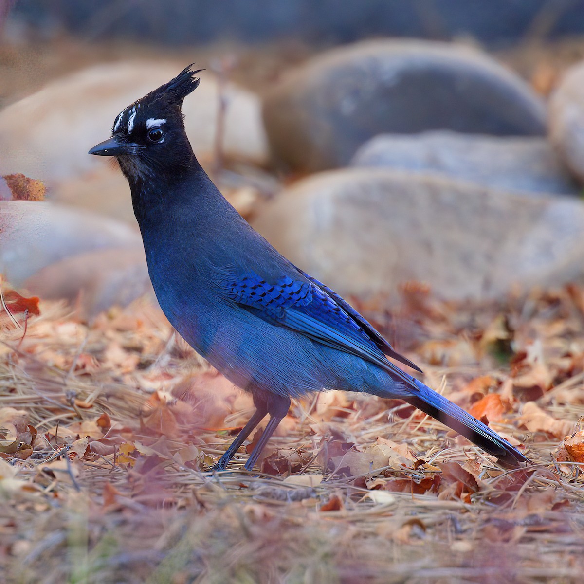 Стеллерова сойка - ML644301007