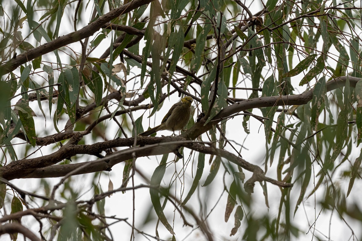 White-plumed Honeyeater - ML644301018