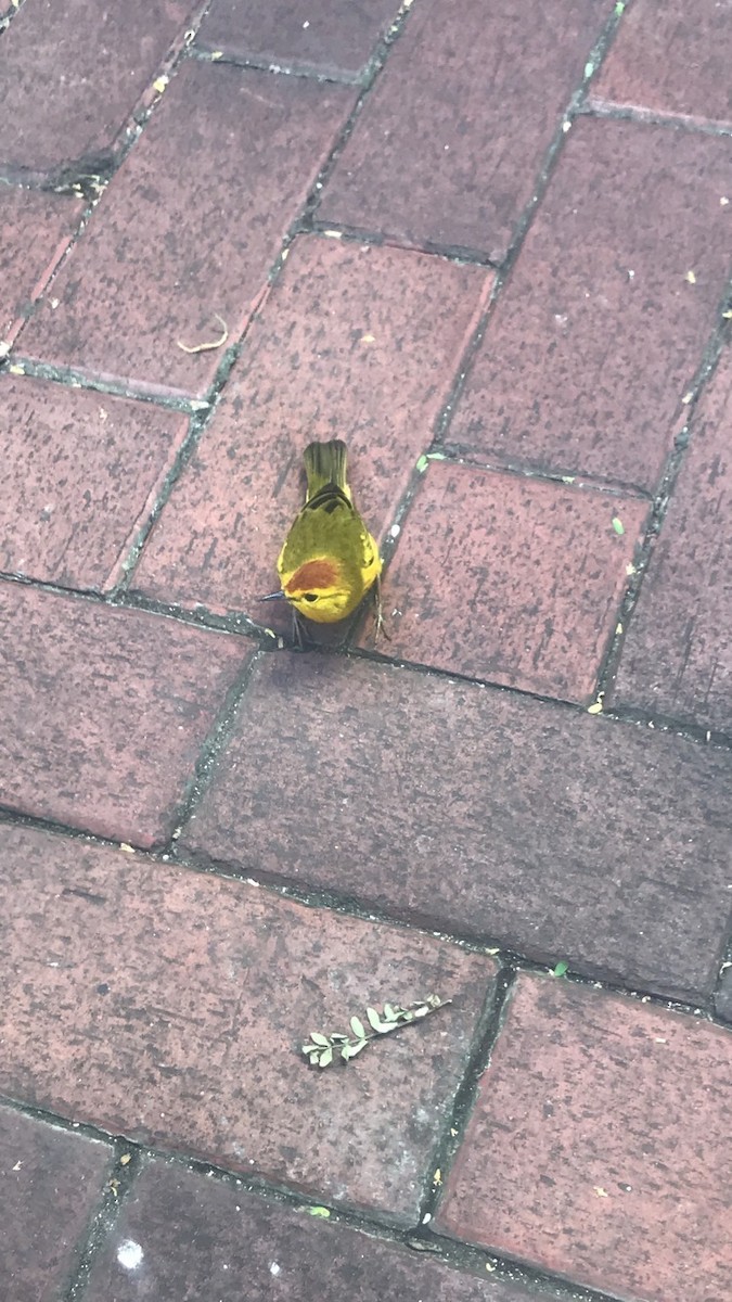 Mangrove Yellow Warbler - ML644301019