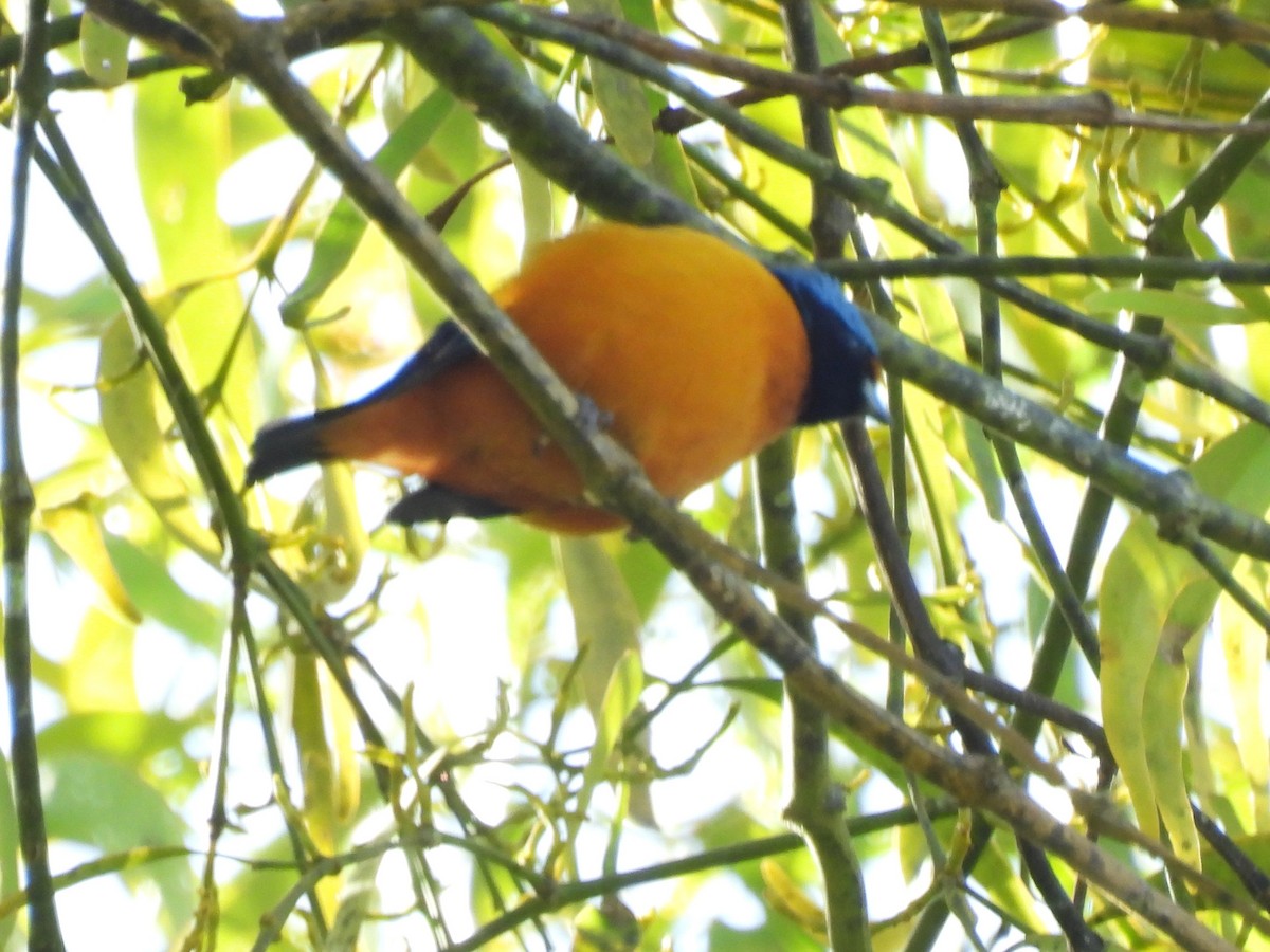 ルリゴシサンショクフウキンチョウ - ML644301020